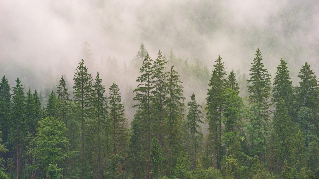 Conteúdo Evergreen — sempre verde, sempre relevante Floresta de pinheiros sempre-verdes — metáfora visual para conteúdo evergreen em SEO