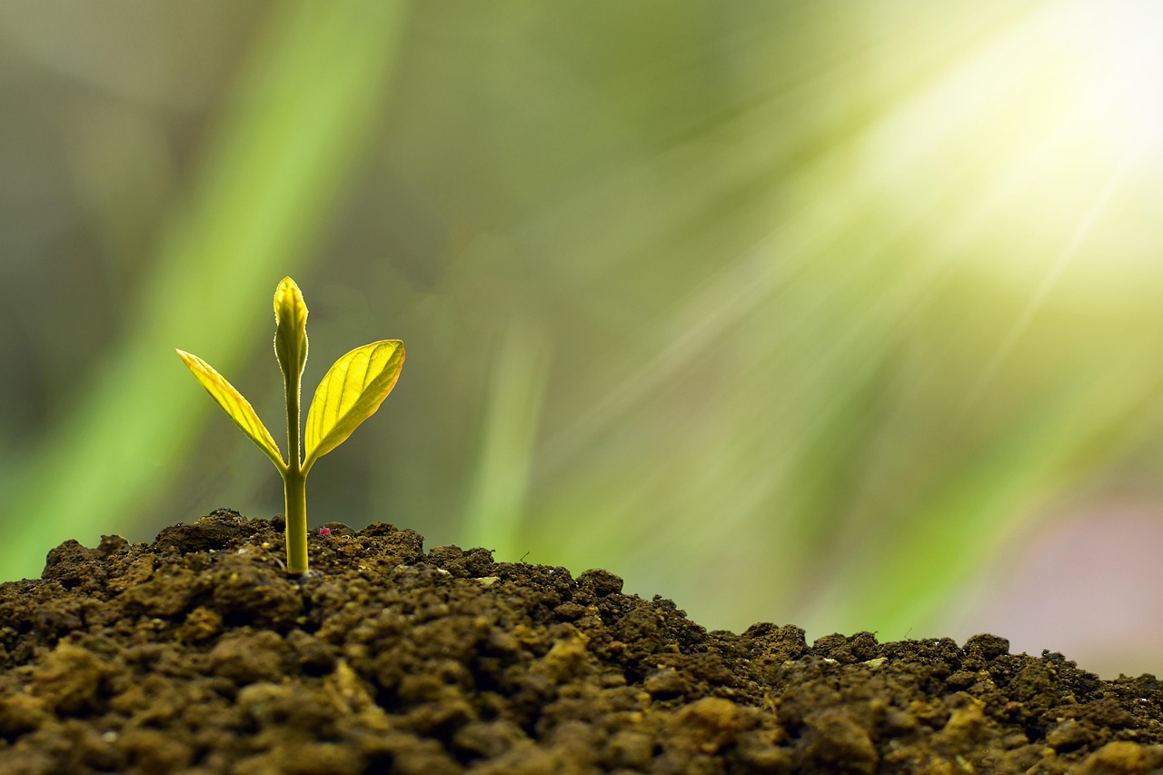 Planta crescendo com moedas — ROI de SEO e crescimento orgânico